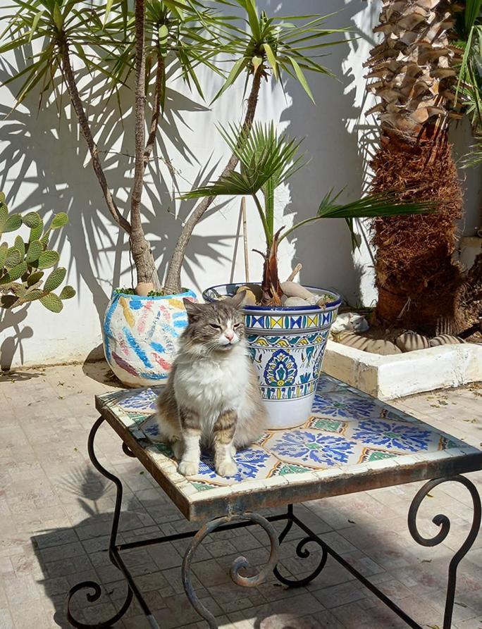 Dar Mayya La Marsa Exteriör bild